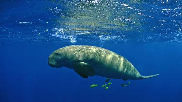 A dugong swimming with fish