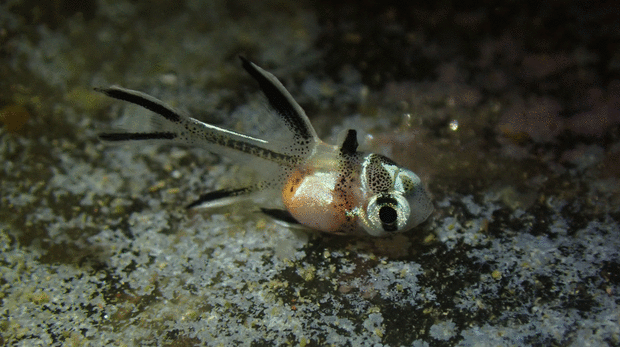 A black and white cardinalfish fry in an aquarium at London Zoo