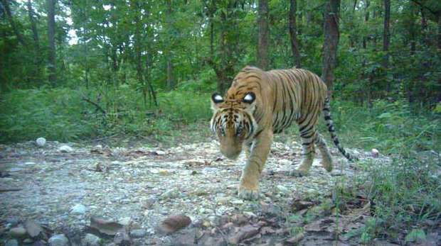 Tiger Nepal conservation work camera trap photo