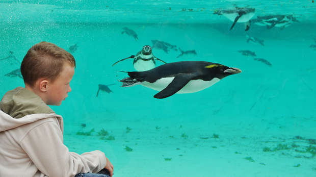 A boy watches a Humboldt penguin at ZSL London Zoo's Penguin Beach 