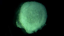 Isolated germinal disk under a microscope