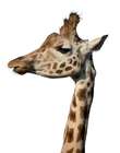Giraffe at ZSL Whipsnade Zoo