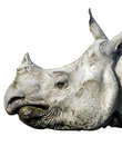 Rhino head side profile