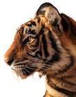 Sumatran tiger cutout