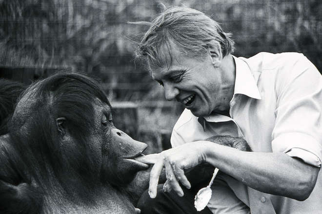 David Attenborough and Bulu the orangutan