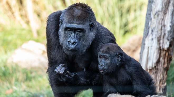 Gorilla Kingdom | Zoological Society of London (ZSL)