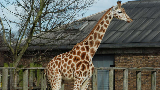 Giraffe at ZSL London Zoo