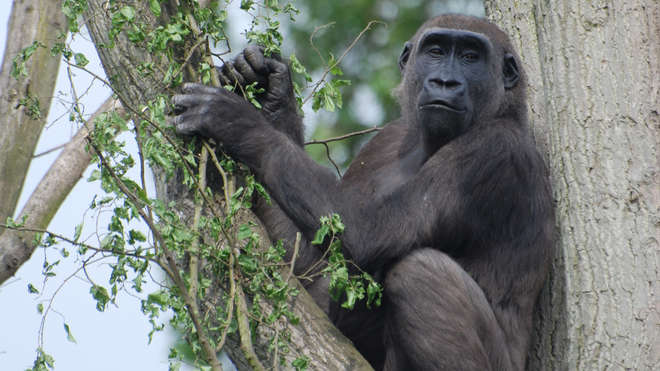 Female gorilla sits in a tree at ZSL London Zoo