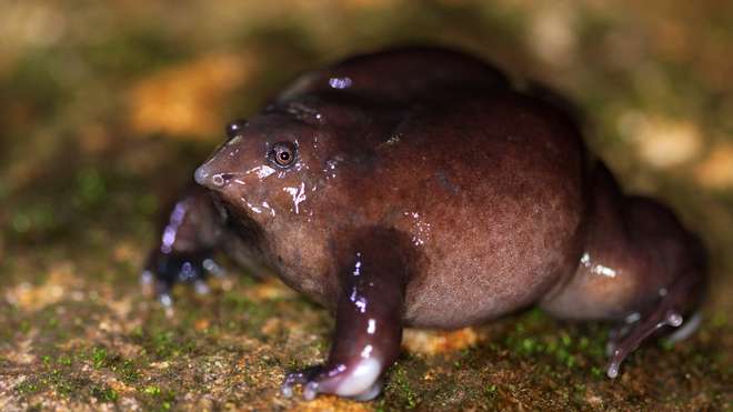 The endangered purple frog
