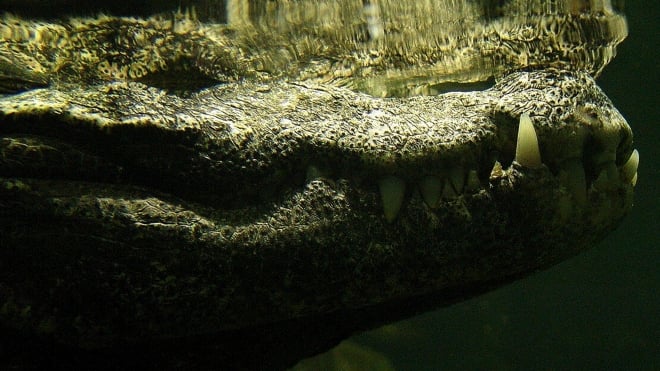 A West African dwarf crocodile at ZSL London Zoo, also known as a broad-nosed crocodile.