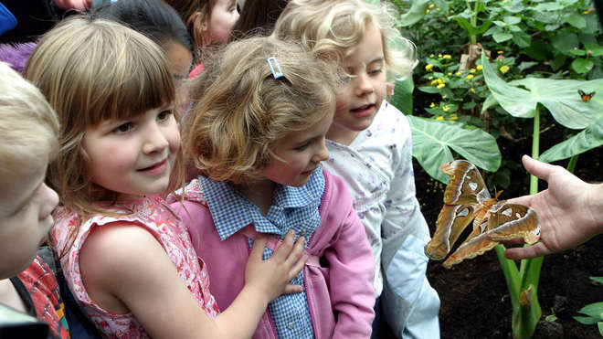 Children enjoy Butterfly Paradise at ZSL London Zoo