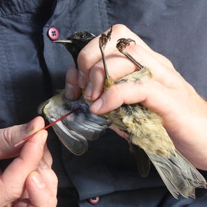 Zsl Blood Sampling New Zealand Endemic Hihi Notiomystis Cincta To Screen For Avian Malaria