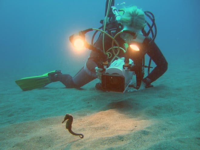 Filming seahorses in the Caribbean 