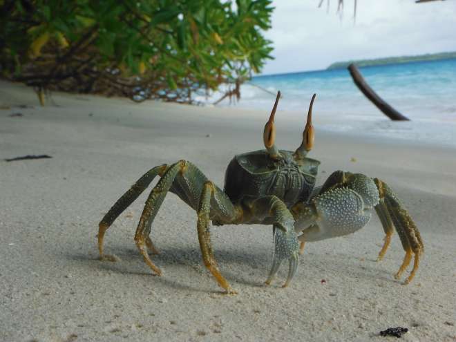 Ghost crab on Chagos beach