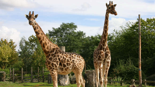 A pair of giraffe at ZSL London Zoo