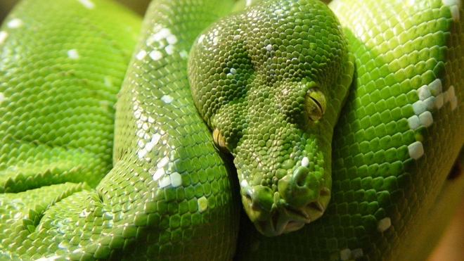 Green Tree Python at ZSL London Zoo