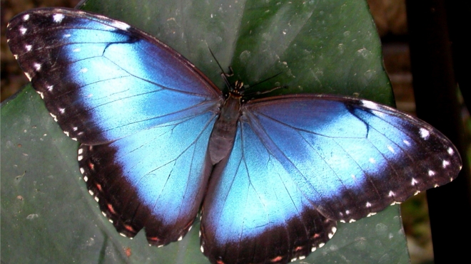 A blue Morpho peleides butterfly at Butterfly Paradise