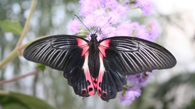 Papilio rumanzovia butterfly at the Butterfly Paradise exhibit at ZSL London Zoo. 