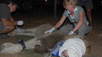 Sandra Wenger - MSc in Wild Animal Health