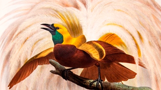 Birds of paradise, by Daniel Giraud Elliot 1873