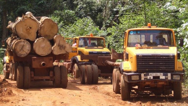 Wildlife Wood Project - Logging