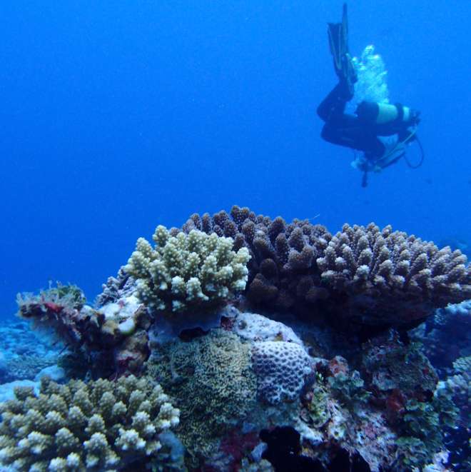 ZSL staff coral survey Chagos