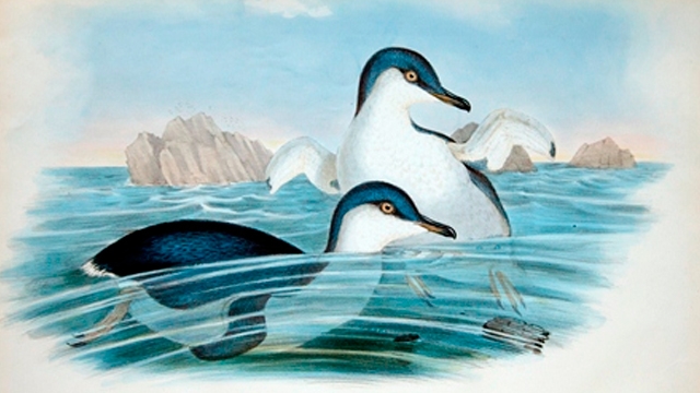 Fairy penguin by John Gould 1848