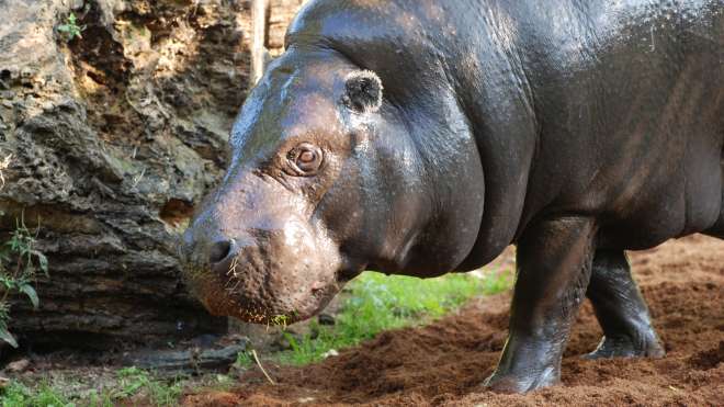 A pygmy hippo at ZSL London Zoo