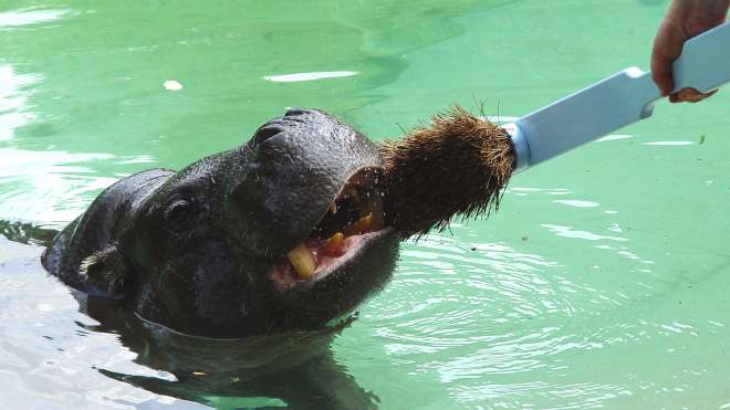 A pygmy hippo teeth cleaning at ZSL London Zoo