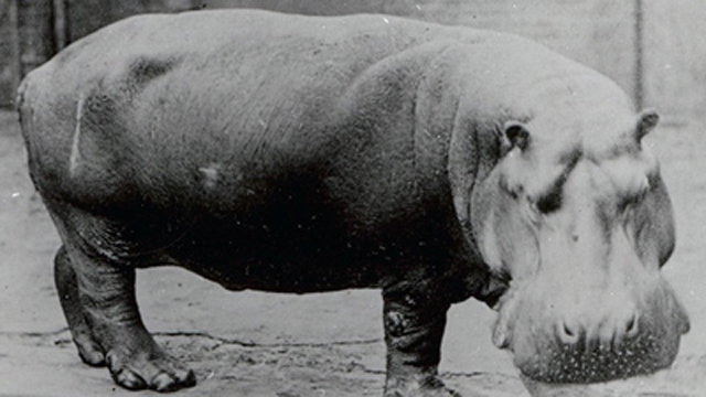  Obaysch, the common hippo, by Frederick York, circa 1870.