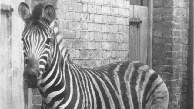 Burchell's zebra 1885