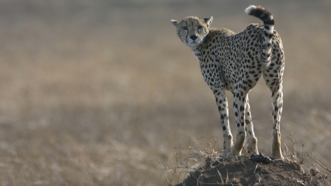 A Cheetah in the Serangeti in Tanzania, taken on conservation Programme's ongoing field work with Cheetahs.