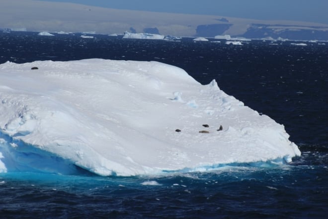 Iceberg seals