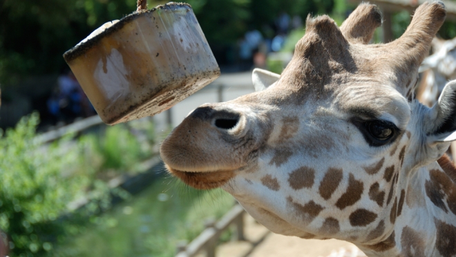 Giraffe eating ice