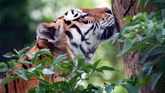 An Amur tiger at ZSL Whipsnade Zoo