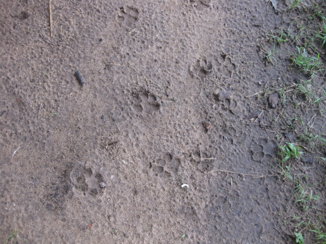 Hyena pawprints in sand