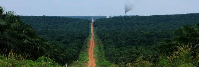Indonesia - Road through oil palm landscape