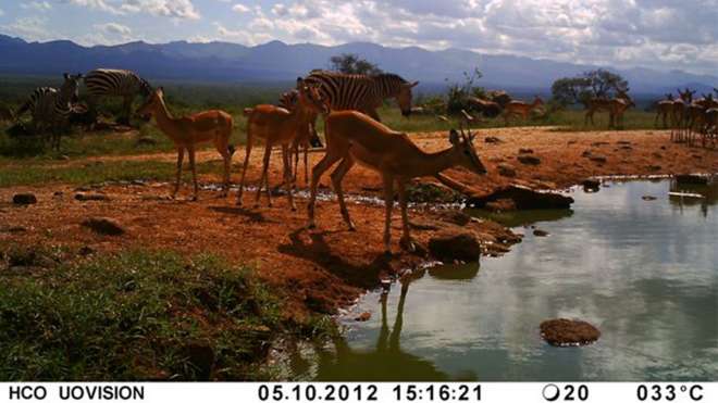 Instant Wild camera trap picture from Kenya