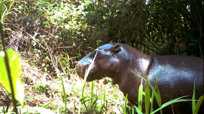 Pygmy Hippo caught in camera trap