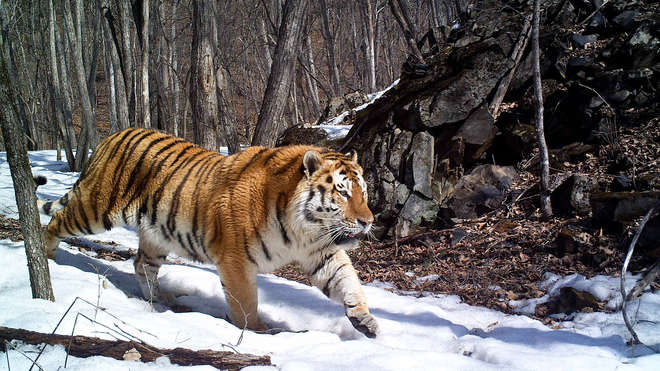 Amur tiger in camera trap