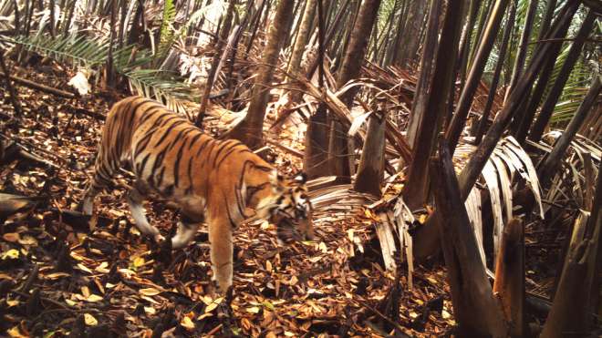Sumatran tiger image captured on a camera trap