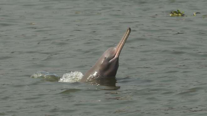 The Ganges River Dolphin