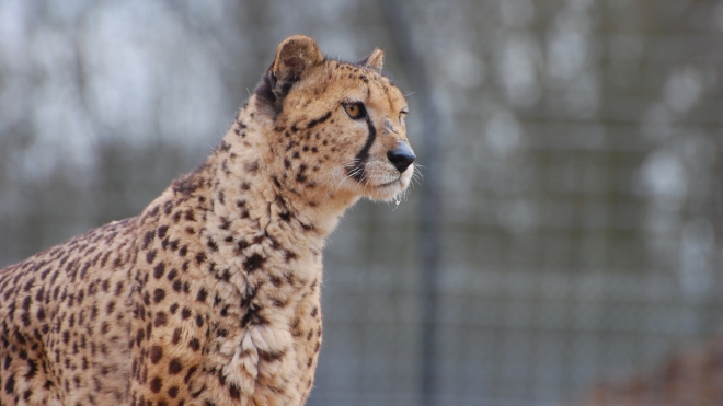 A cheetah at ZSL Whipsnade Zoo