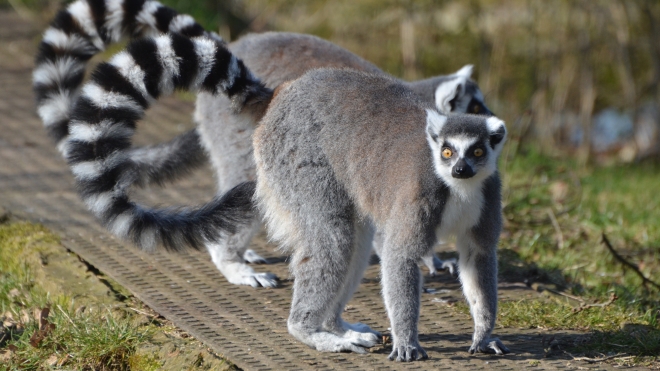 Ring Tailed Lemurs at ZSL Whipsnade Zoo