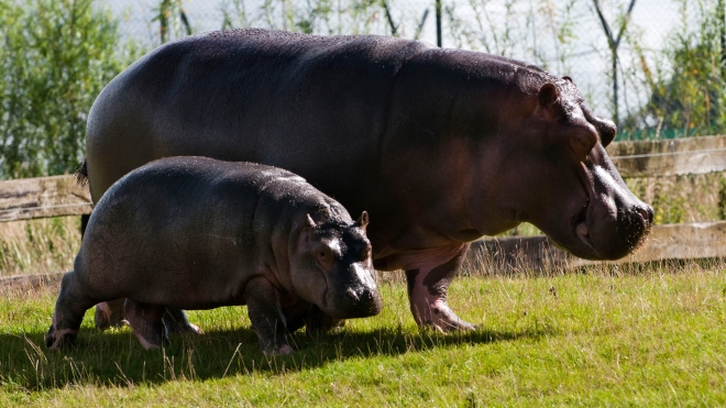 Common Hippopotamus and baby at ZSL Whipsnade Zoo