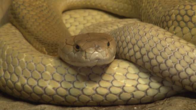 Close up of King cobra