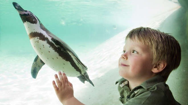 Child looking at penguin at Penguin Beach