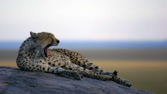 An adult cheetah yawning, taken during the Institute of Zoology's ongoing Cheetah Conservation Program.