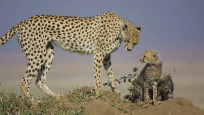 An Adult Cheetah and it's young, taken during the Institute of Zoology's ongoing Cheetah Conservation Program.