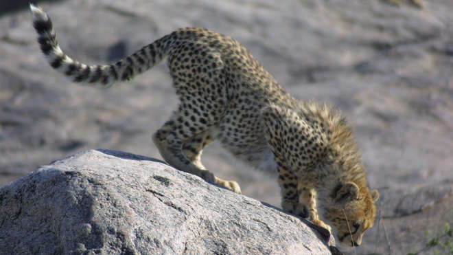A Cheetah cub in the Serangeti in Tanzania, taken on conservation Programme's ongoing field work with Cheetahs.